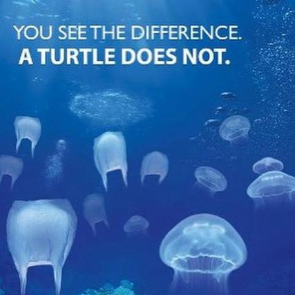 plastic-bags-in-the-ocean-look-just-like-the-jellyfish-that-sea-turtles-eat-and-they-cant-tell-the-d_large